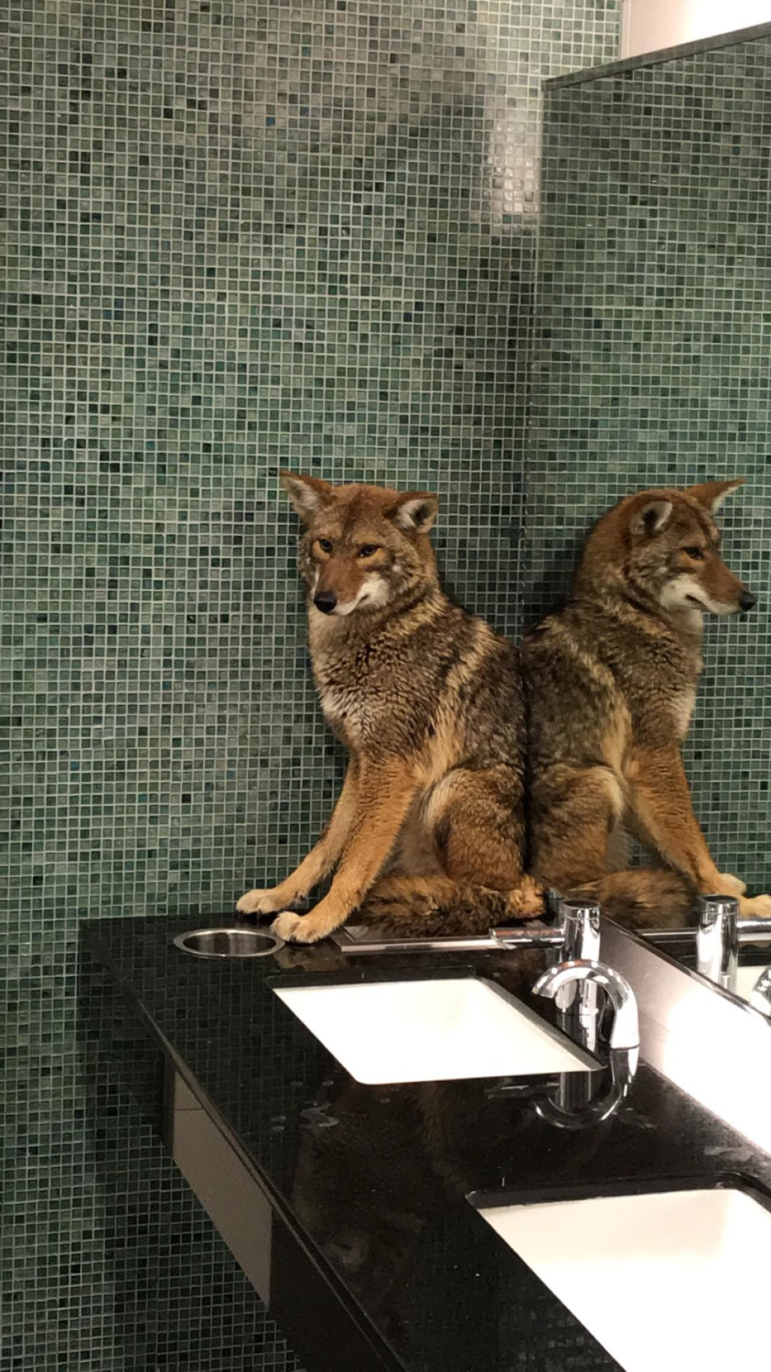 Where Did the Convention Center Coyote Come From?